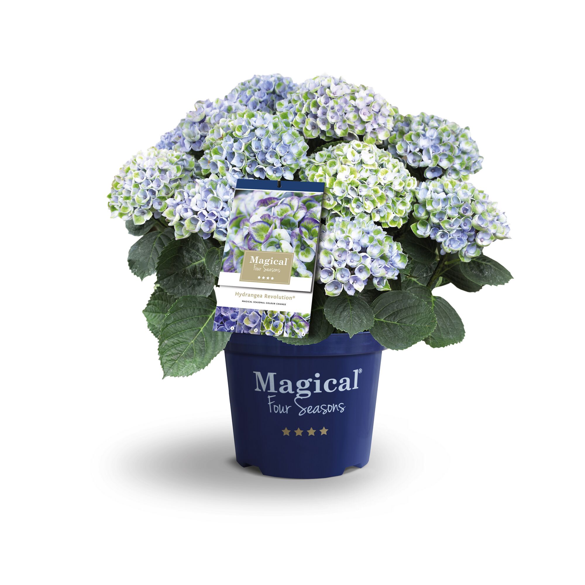 Blaue Hortensie Magical Four Seasons im Topf