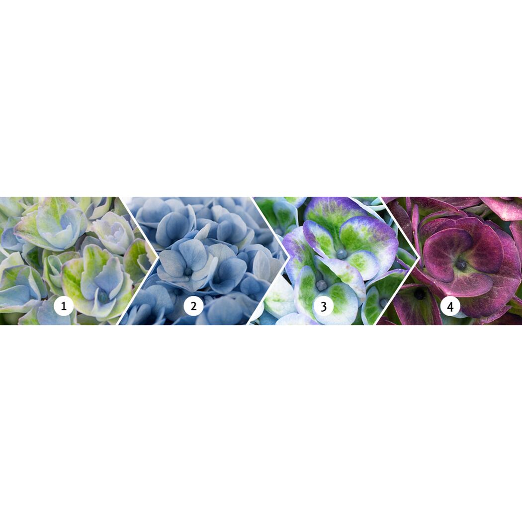Vier Hortensienblüten in verschiedenen Farben
