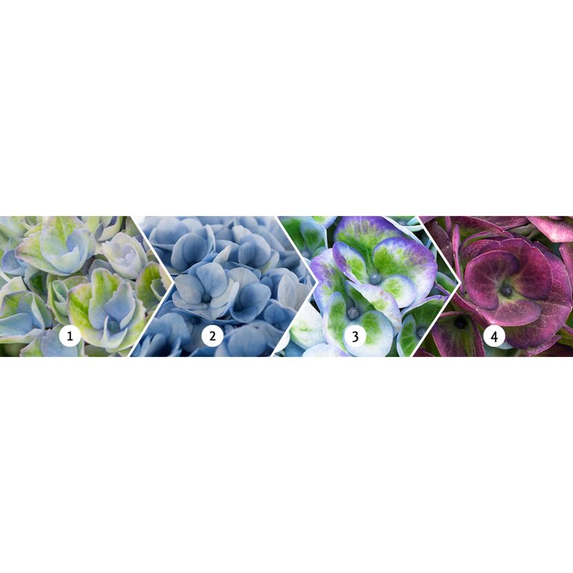 Vier Hortensienblüten in verschiedenen Farben