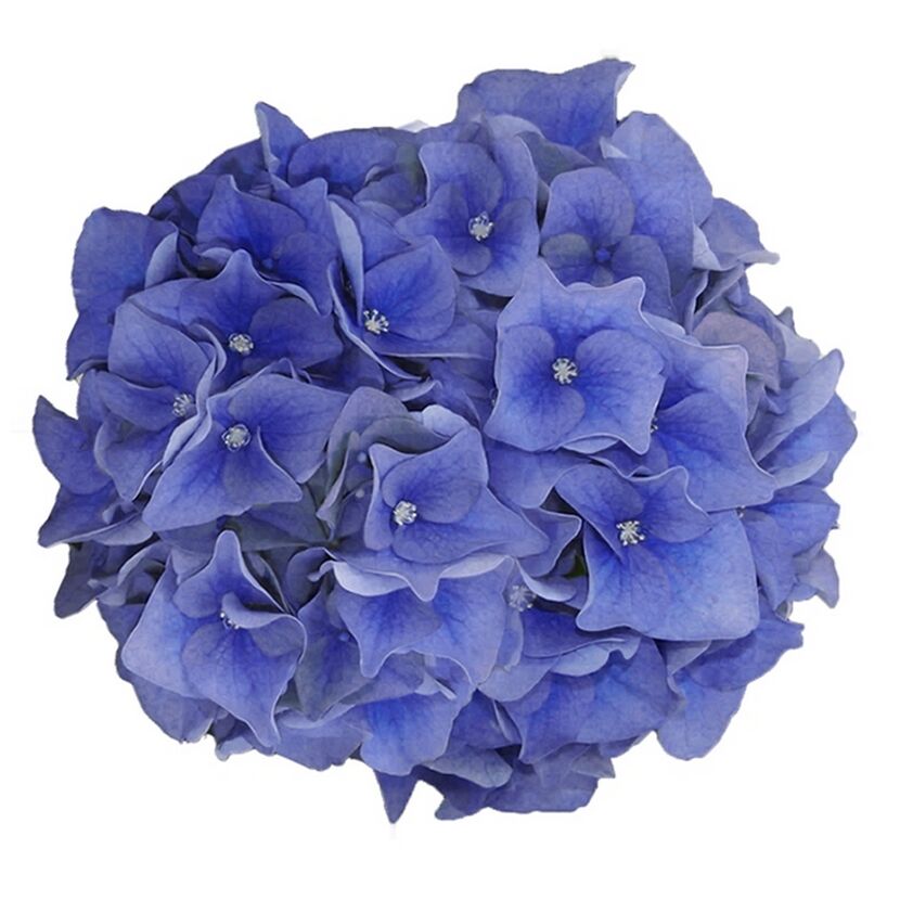 Blaue Hortensienblüte