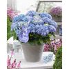 Blaue Hortensien 'Blue Ballad' im grauen Topf