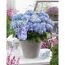 Blaue Hortensien 'Blue Ballad' im grauen Topf