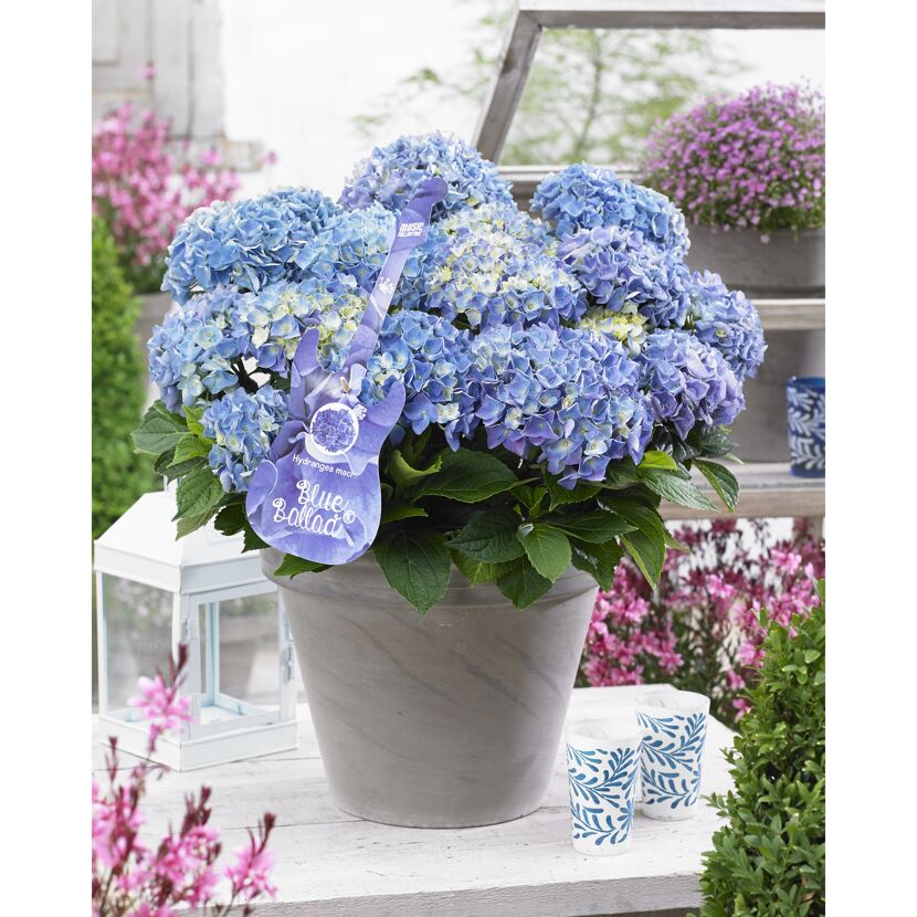 Blaue Hortensien 'Blue Ballad' im grauen Topf