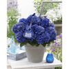 Hortensie 'Music Collection Blue Boogie Woogie®', Topf Ø 23 cm