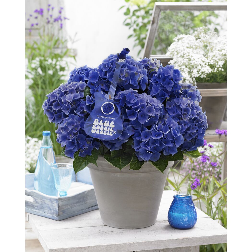 Hortensie 'Music Collection Blue Boogie Woogie®', Topf Ø 23 cm
