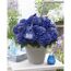 Hortensie 'Music Collection Blue Boogie Woogie®', Topf Ø 23 cm