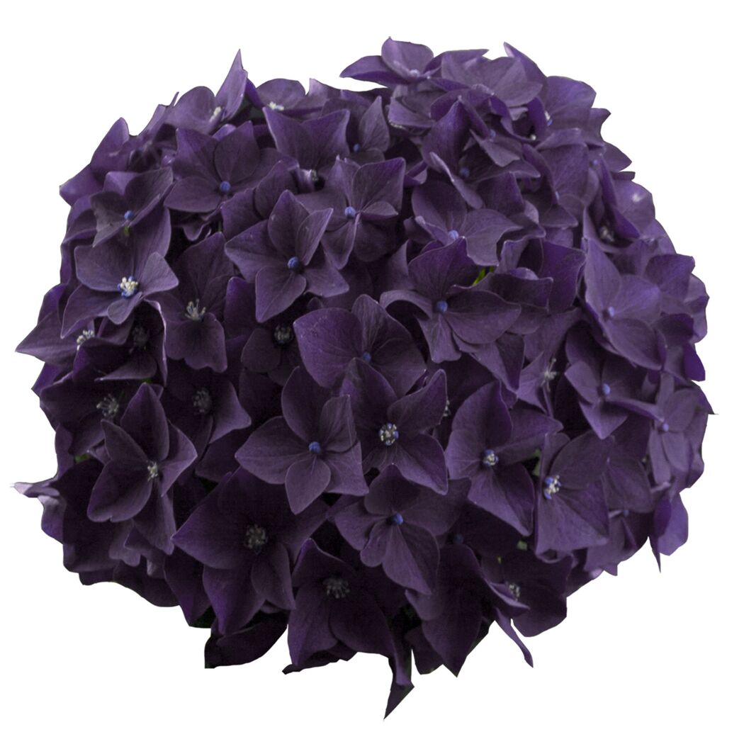 Hortensie 'Music Collection Deep Purple Dance®', Topf Ø 23 cm