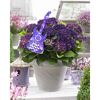 Topfpflanze Hydrangea macrophylla Deep Purple Dance