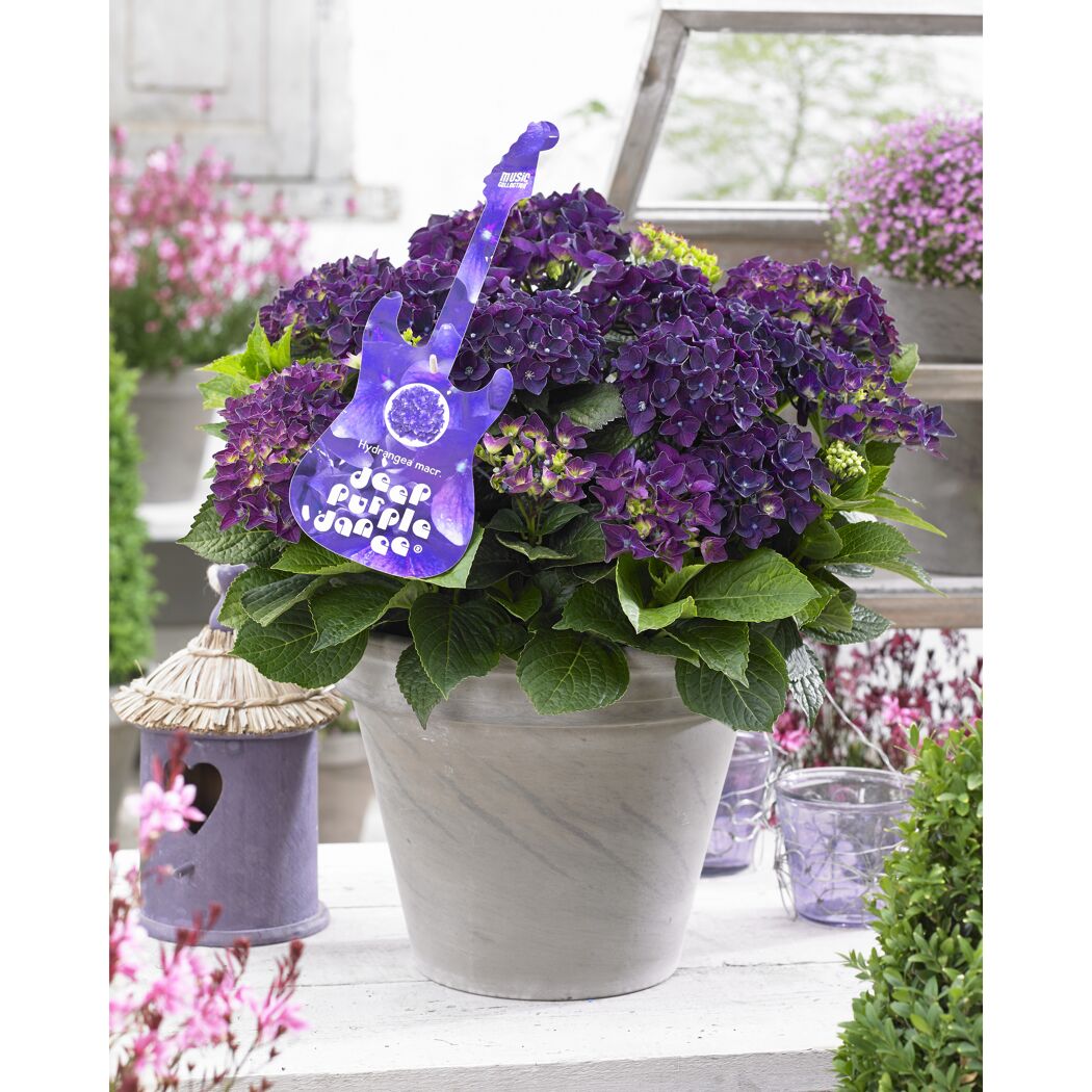 Topfpflanze Hydrangea macrophylla Deep Purple Dance