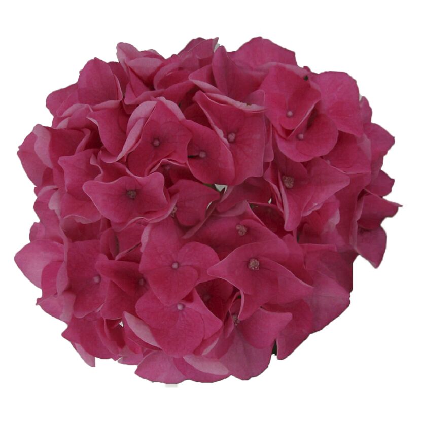 Blühende Hortensie Music Pink Pop