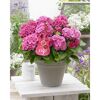 Pinkfarbene Hortensie Pink Pop im grauen Topf