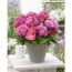 Pinkfarbene Hortensie Pink Pop im grauen Topf