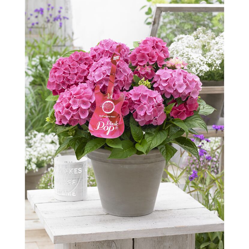 Pinkfarbene Hortensie Pink Pop im grauen Topf