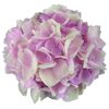Rosa-weiße Hortensienblüte