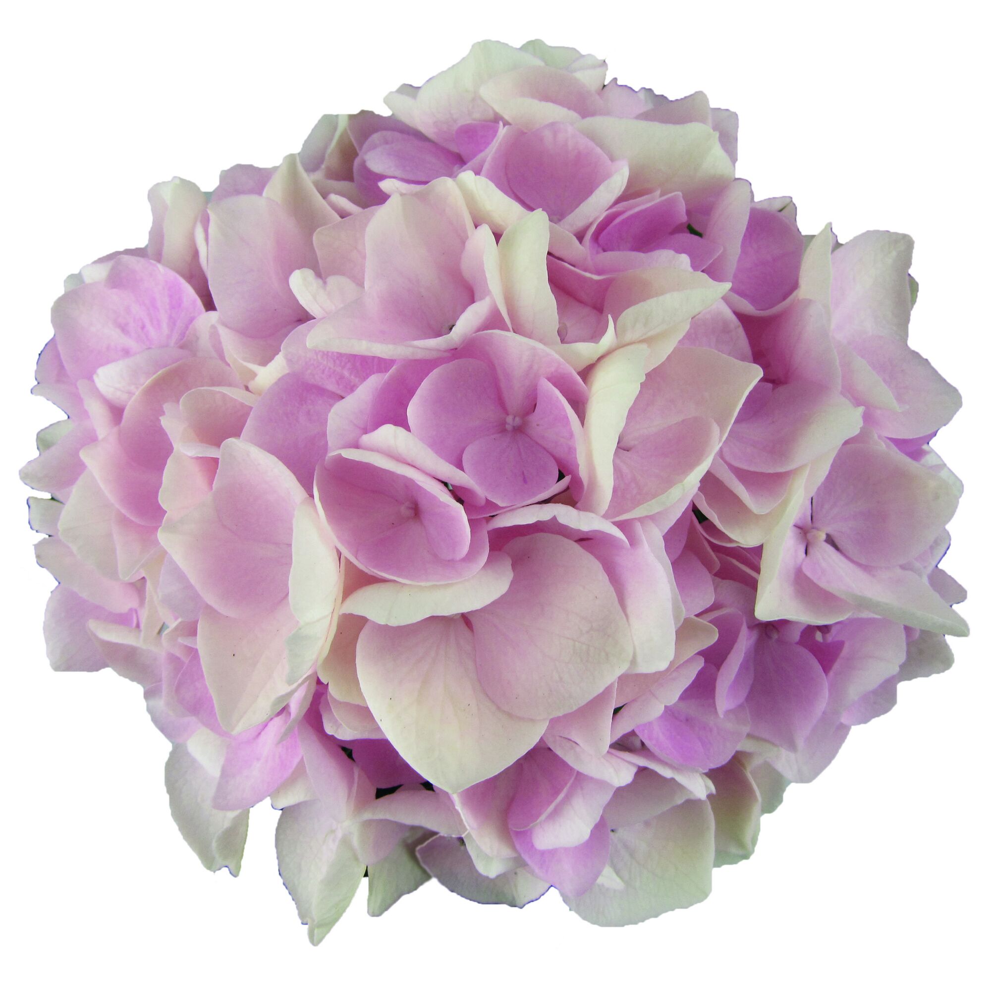 Rosa-weiße Hortensienblüte