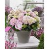Hydrangea macrophylla 'Soft Pink Salsa' in grauem Topf