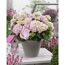 Hydrangea macrophylla 'Soft Pink Salsa' in grauem Topf