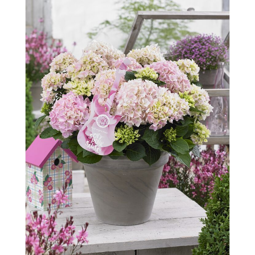 Hydrangea macrophylla 'Soft Pink Salsa' in grauem Topf