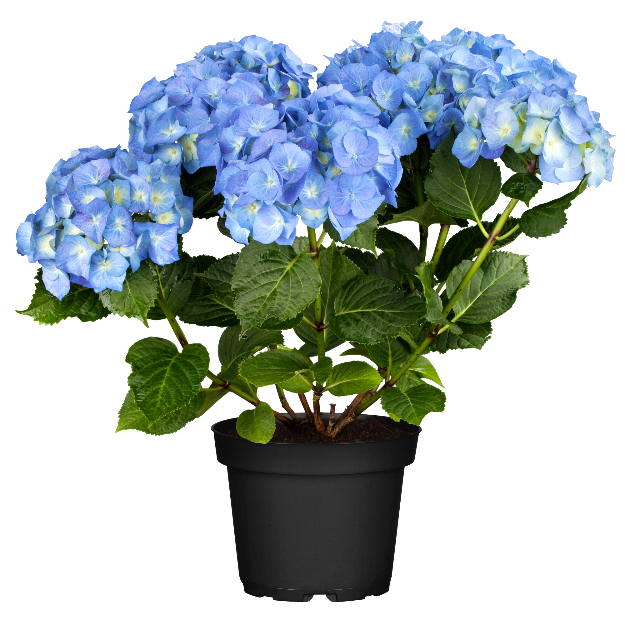 Hortensie 'Royalty® Happy Blue' Topf Ø 23 cm + product picture