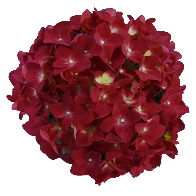 Nahaufnahme einer roten Hortensie