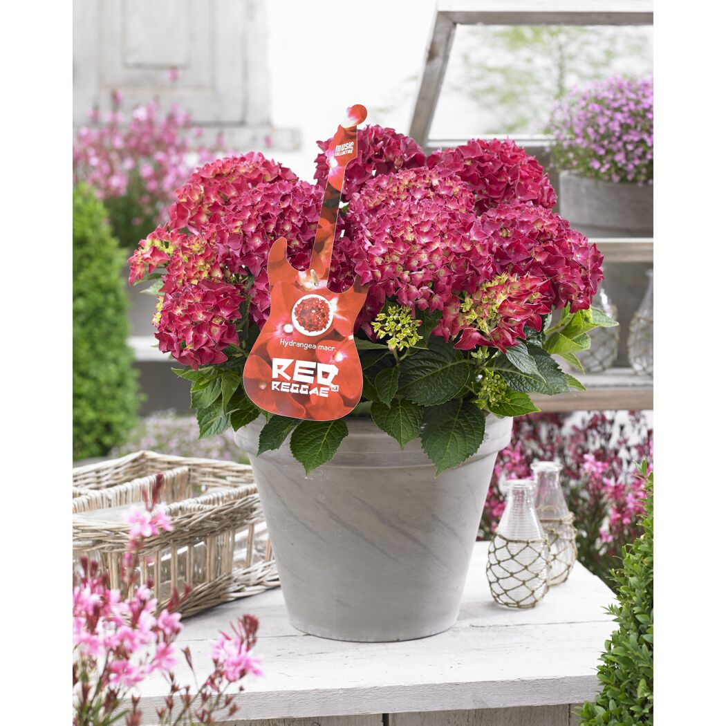 Hydrangea macrophylla Red Reggae im Topf