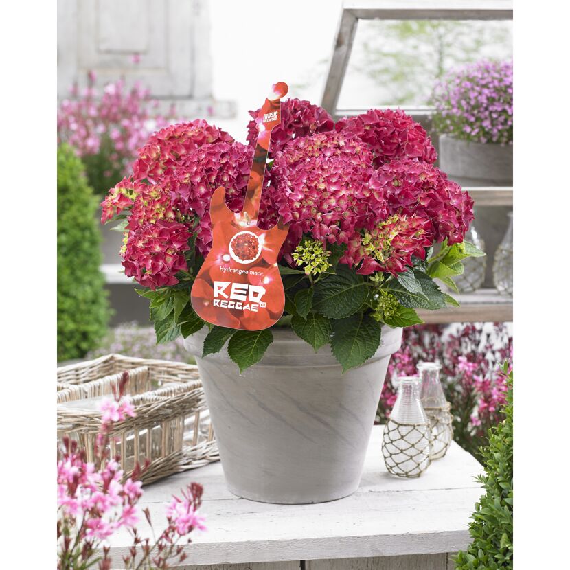 Hydrangea macrophylla Red Reggae im Topf