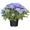 Blaue Hortensienpflanze im Topf