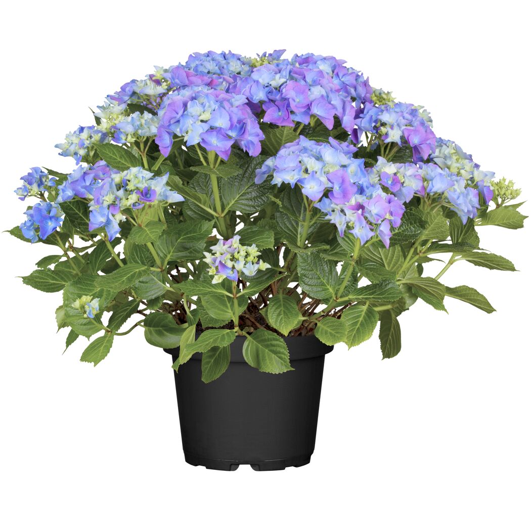 Blaue Hortensienpflanze im Topf
