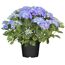 Blaue Hortensienpflanze im Topf