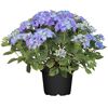 Blaue Hortensien im Topf