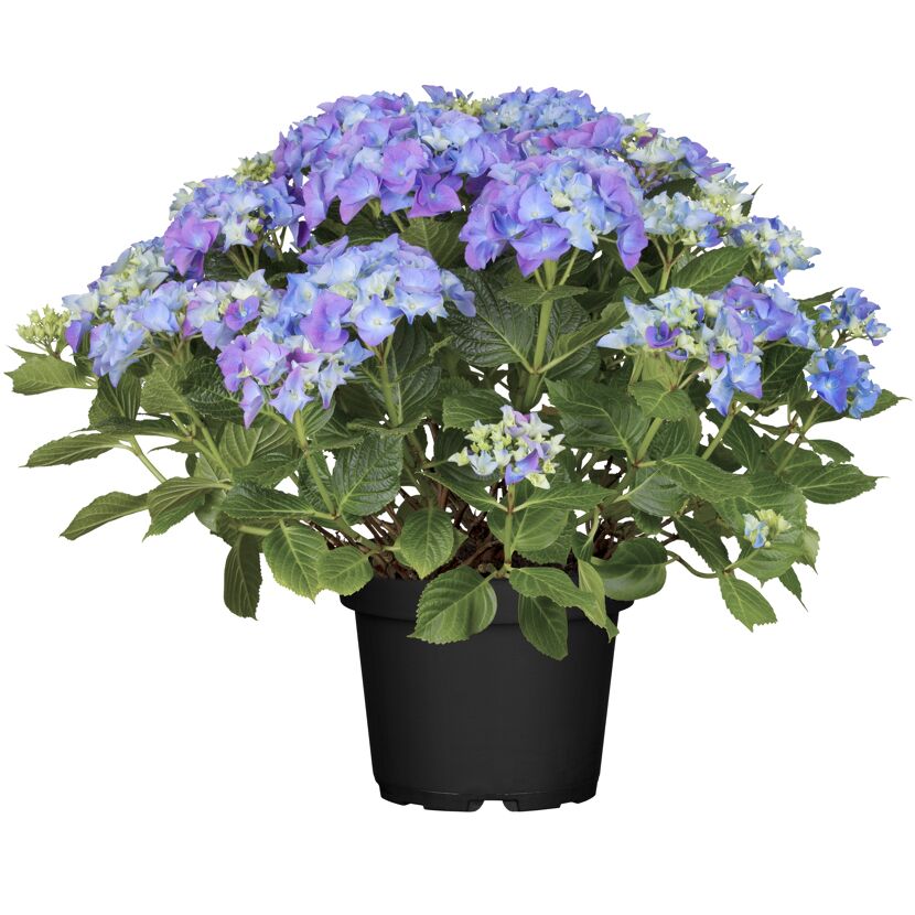 Blaue Hortensien im Topf