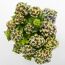 Hortensie ROYALTY LADY mehrfarbig