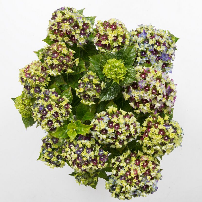 Hortensie ROYALTY LADY mehrfarbig