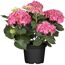 Topfpflanze mit rosa Blüten