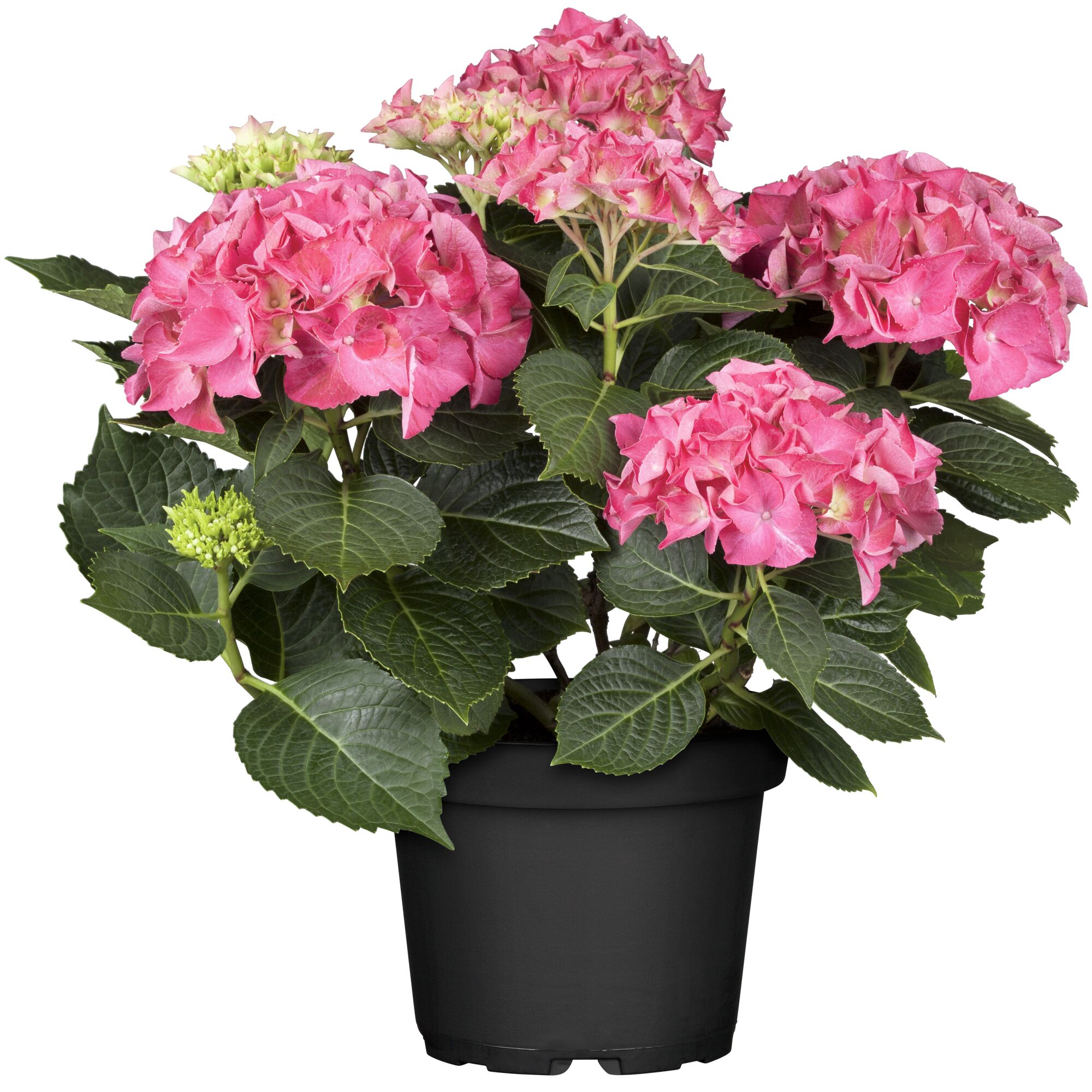 Topfpflanze mit rosa Blüten