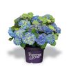 Blaue und gelbe Hortensienblüten im Topf