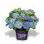 Blaue und gelbe Hortensienblüten im Topf