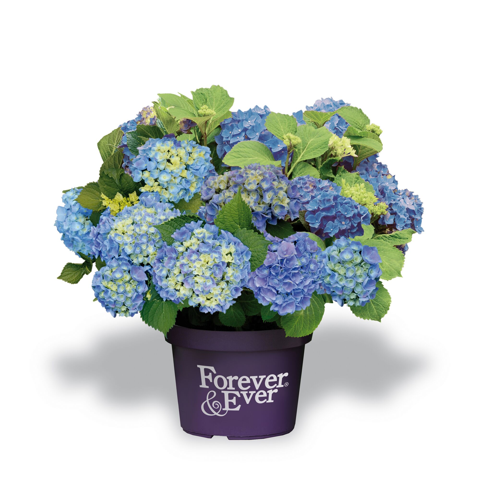 Blaue und gelbe Hortensienblüten im Topf