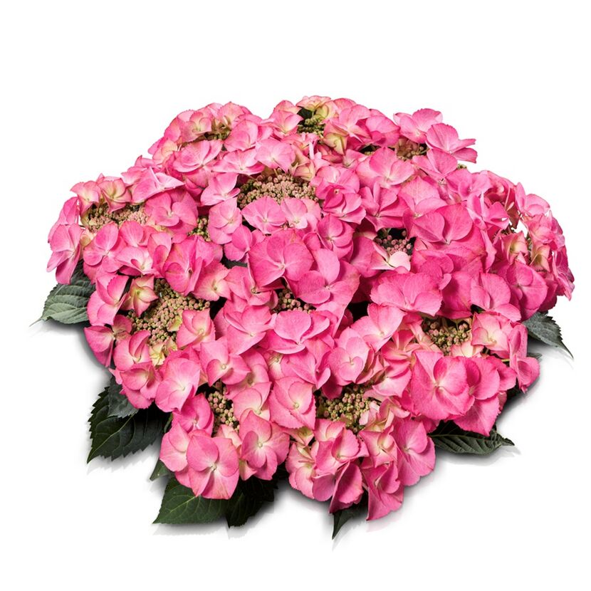 Rosa Hortensie Royal Tiffany