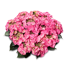 Verkleinertes Bild von Hortensie 'Royalty® Tiffany Pink' Topf Ø 23 cm
