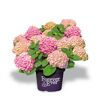 Rosa und lachsfarbene Hortensien im Topf