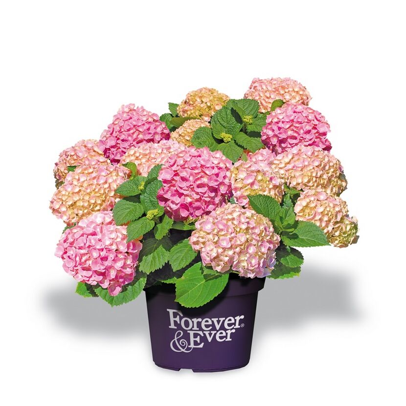 Rosa und lachsfarbene Hortensien im Topf