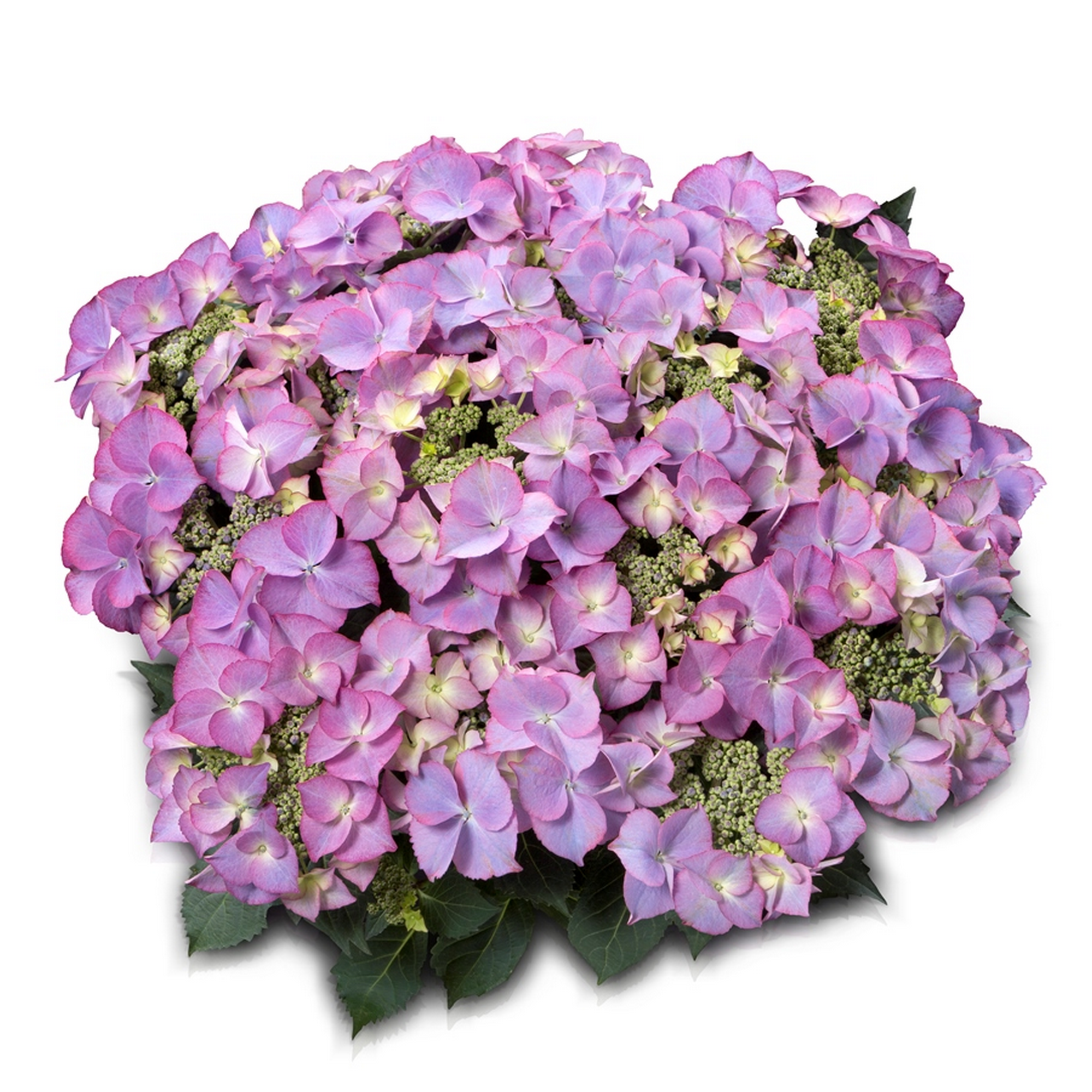 Hortensie 'Royalty® Tiffany Blue' Topf Ø 23 cm + product picture