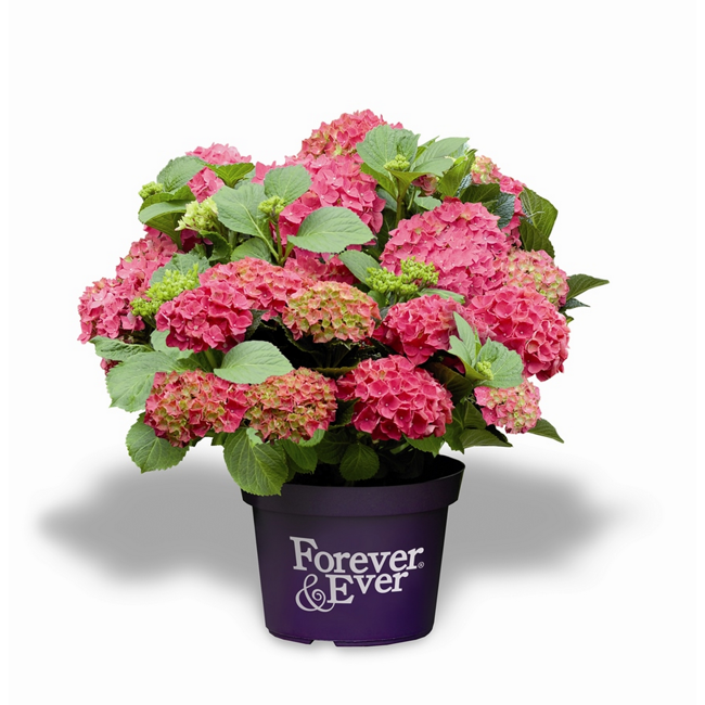 Bild von Hortensie 'Forever & Ever®' rot, Topf Ø 23 cm