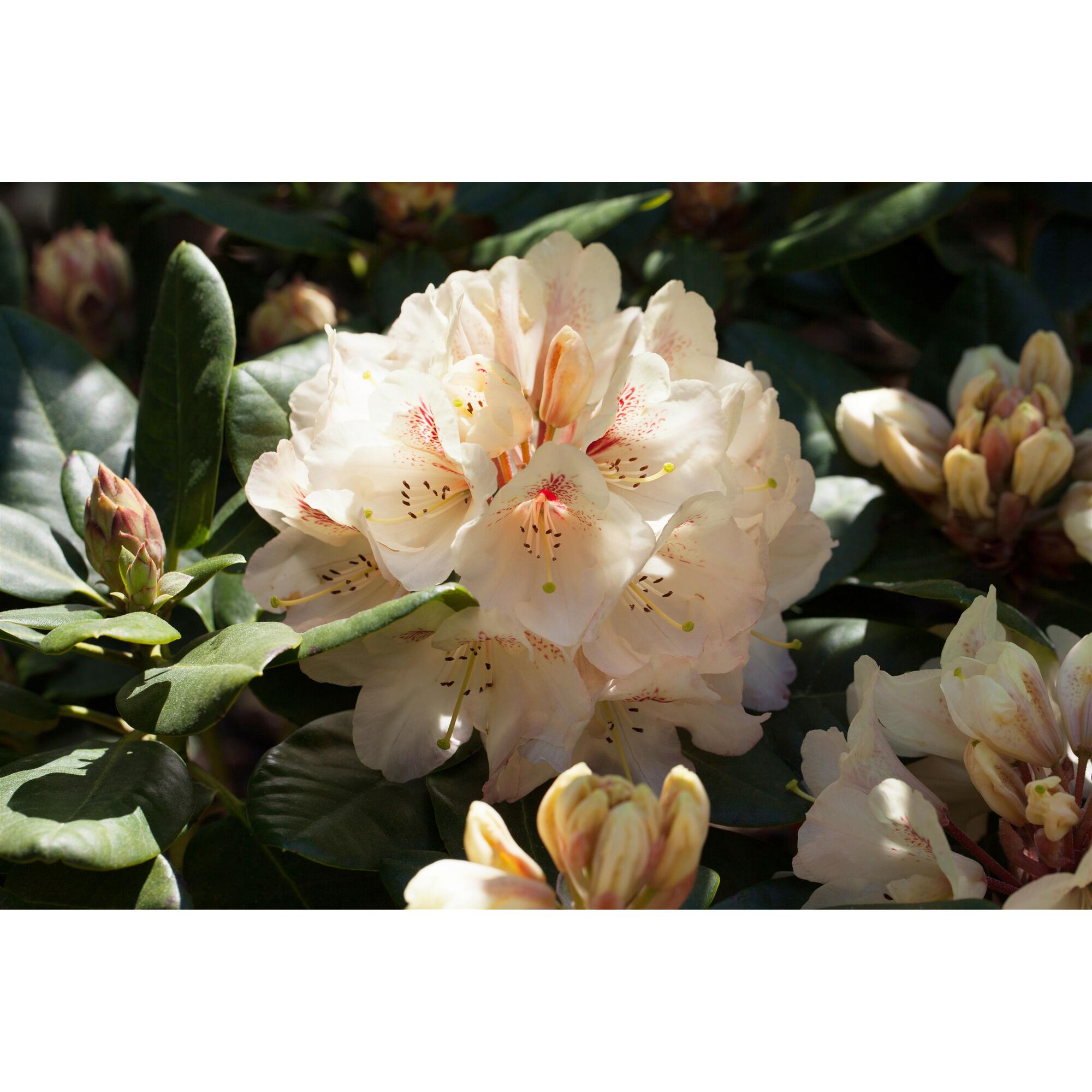 Nahaufnahme einer cremefarbenen Rhododendronblüte