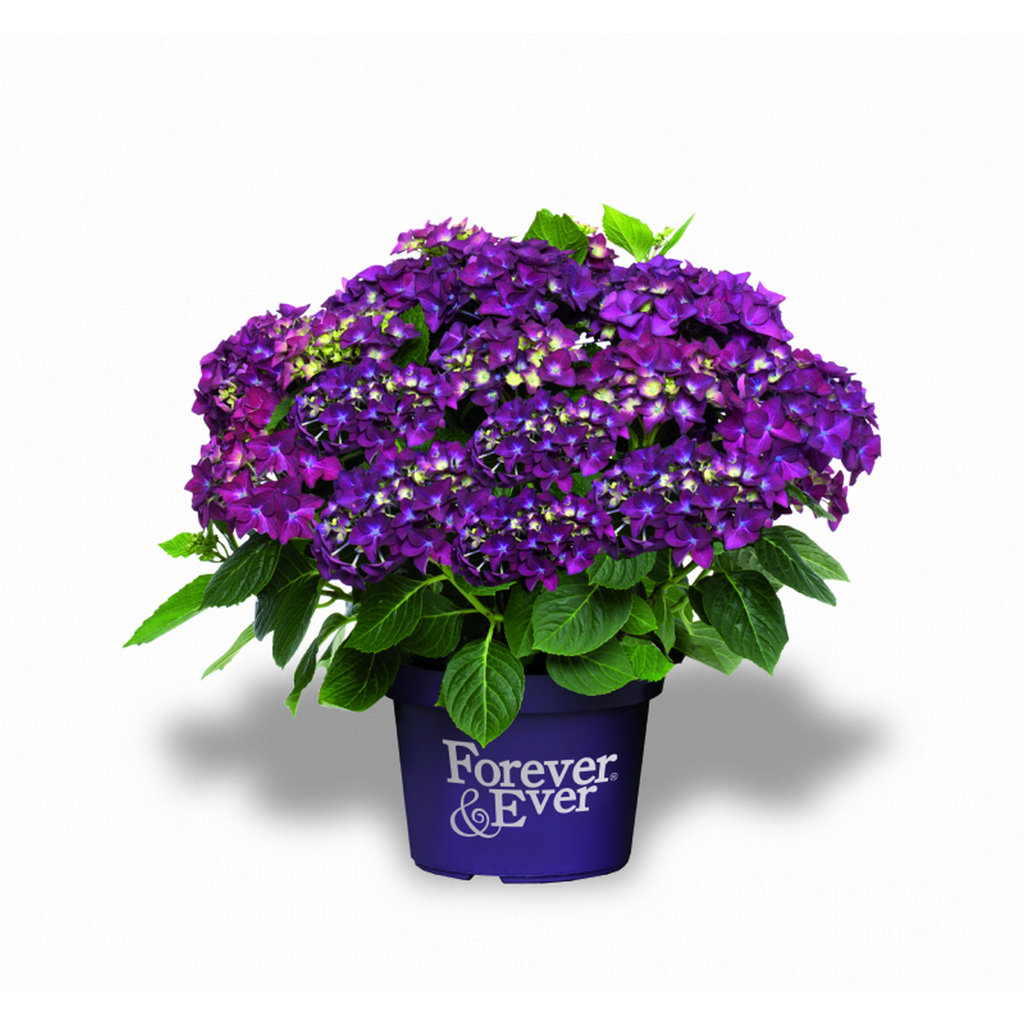 Hortensie 'Forever & Ever®' violett, Topf Ø 23 cm + product picture