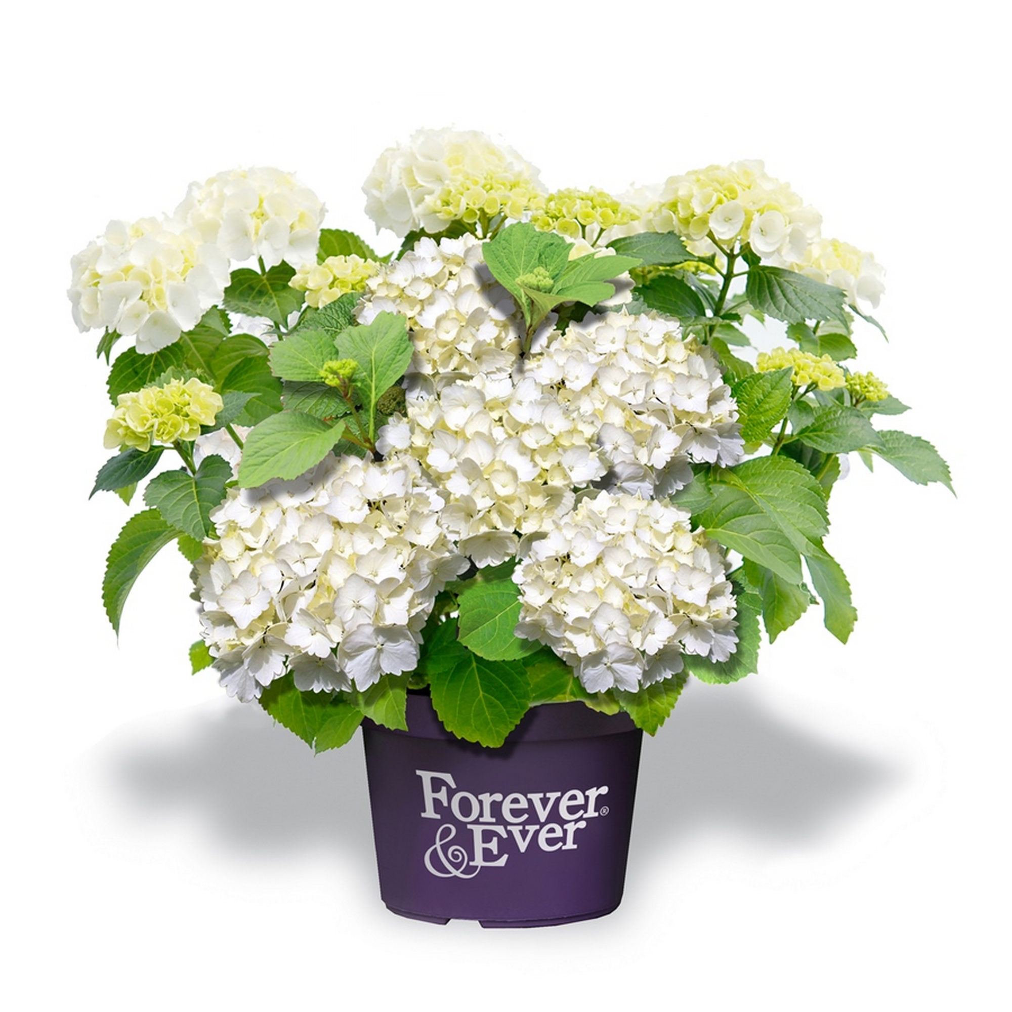 Hortensie 'Forever & Ever®' weiß, Topf Ø 23 cm + product picture