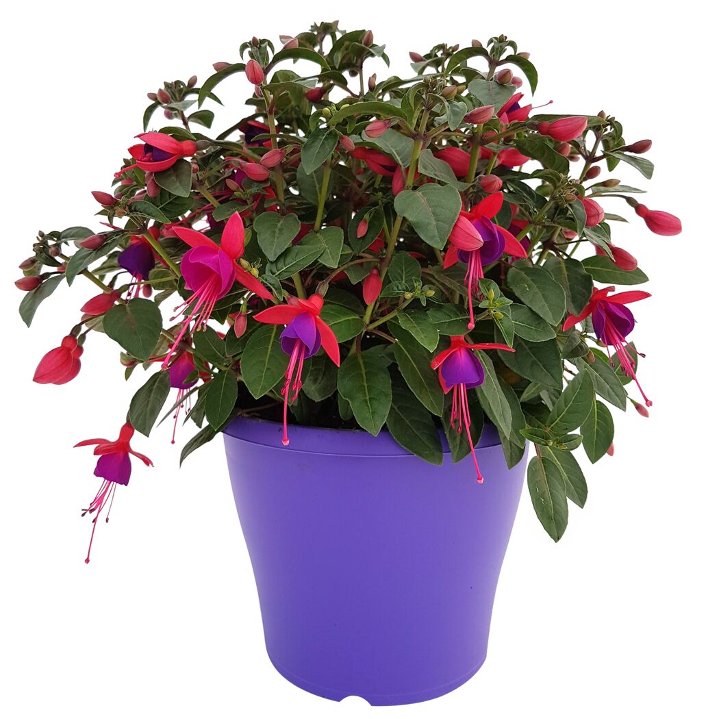 Fuchsie rot-violett in violettem Topf