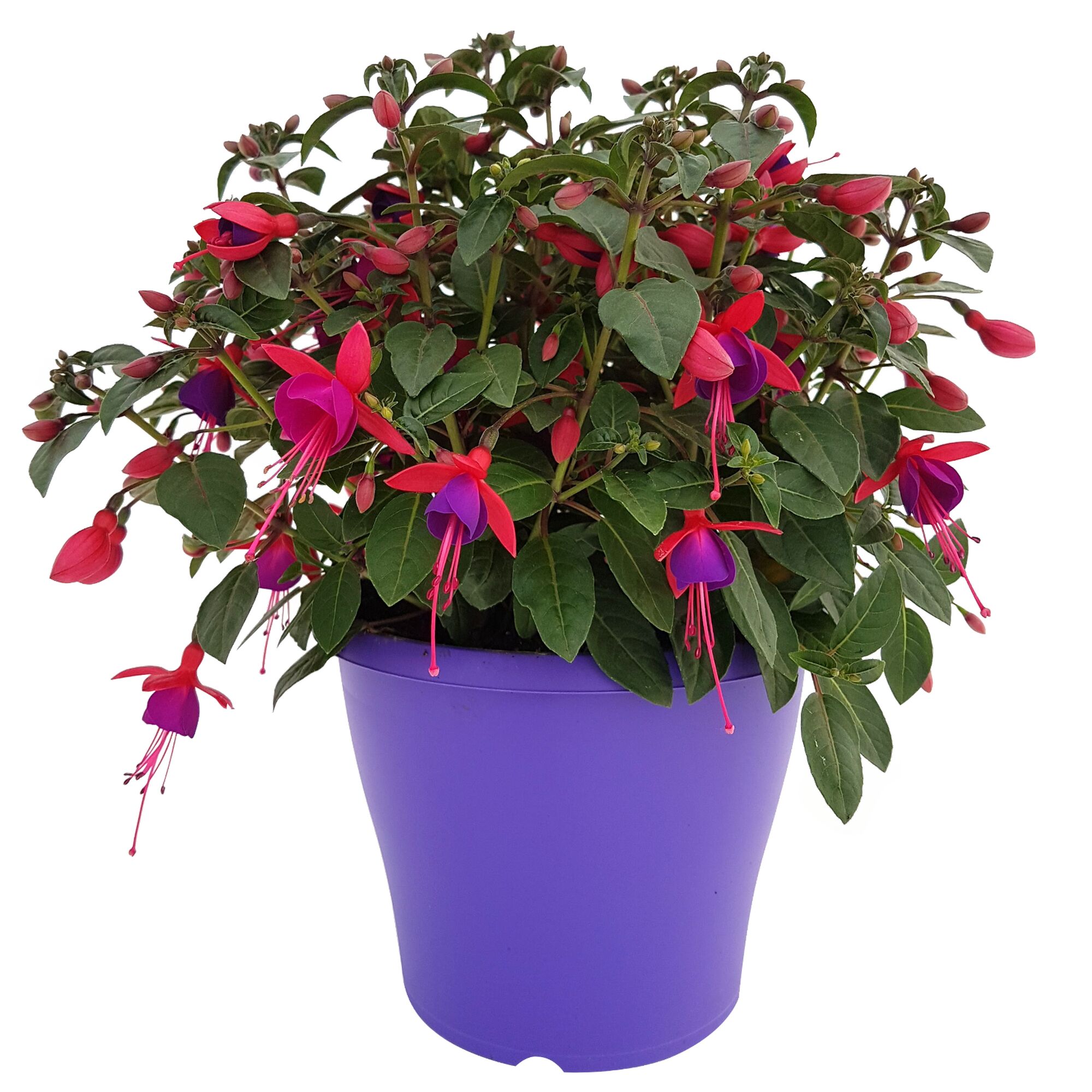 Fuchsie rot-violett in violettem Topf