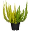 hauptbild